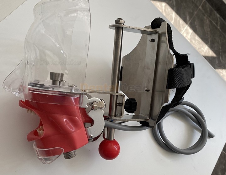 Jingle C6-3 Dental Phantom Manikin Head Compatible with Nissin Kilgore